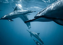 华体会官方资源：信任与创新并行的体育传播新航道